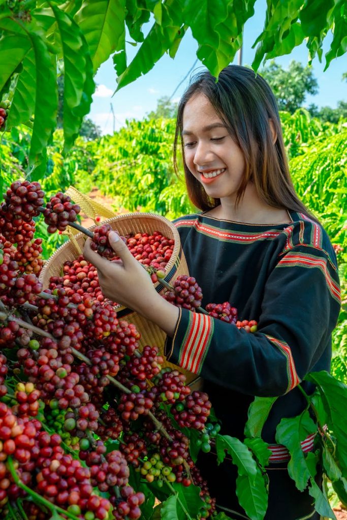 Smiling woman picks ripe coffee berries in a vibrant outdoor plantation.