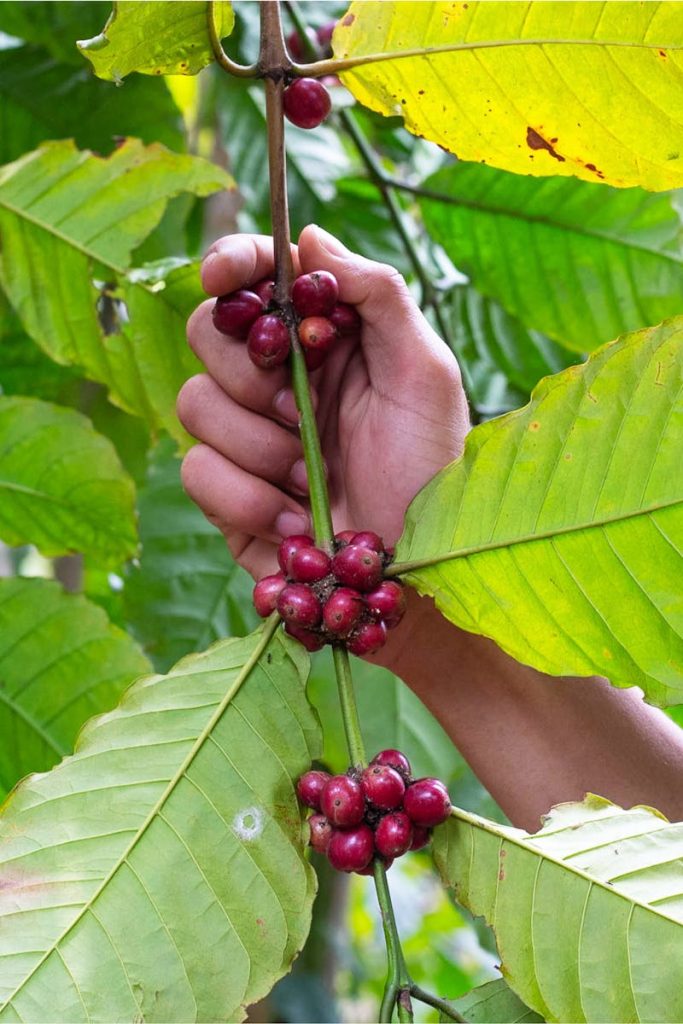 A hand reaches through lush green leaves to harvest ripe red coffee beans.